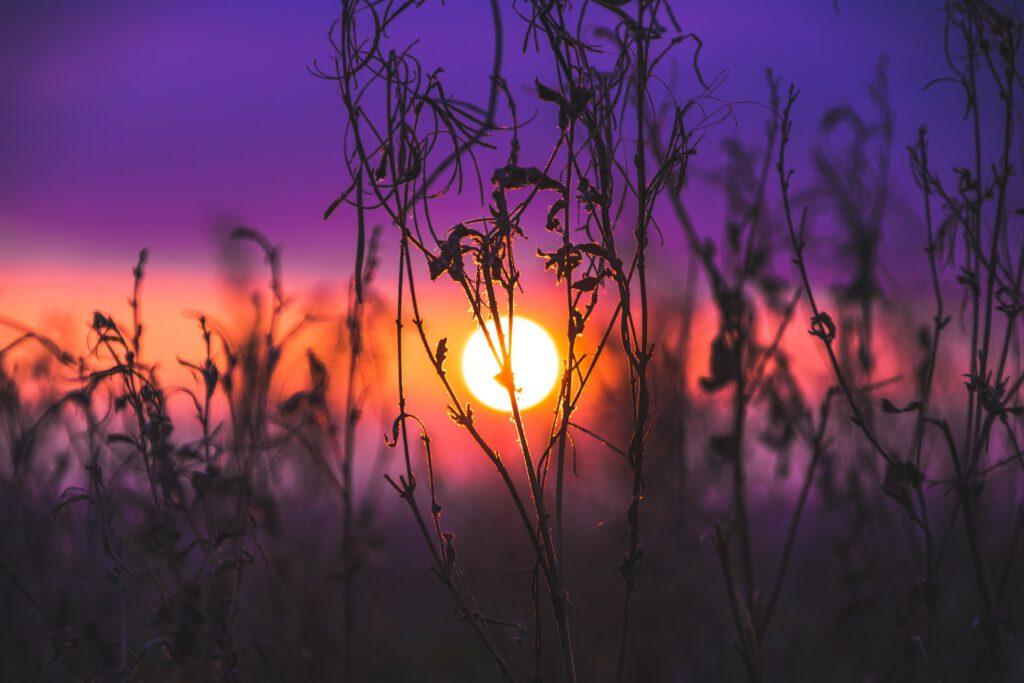 Picture of plants at sunset. It shows the beauty of nature and its cycles. For Ayurveda, living according to the law of nature is fundamental for health.