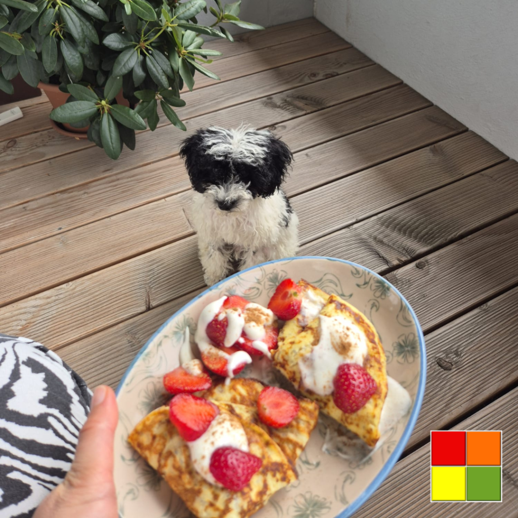 Low Carb Pancakes served with strawberries and cream on a cozy outdoor balcony, with a small black and white dog in the background.